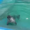😡 Эмодзи «Seal» для Telegram