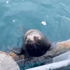 ✋ Эмодзи «Seal» для Telegram