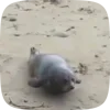 🦭 Эмодзи «Seal» для Telegram