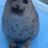 👍 Эмодзи «Seal» для Telegram