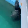 🤪 Эмодзи «Seal» для Telegram