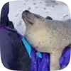 🦭 Эмодзи «Seal» для Telegram