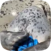 🦭 Эмодзи «Seal» для Telegram