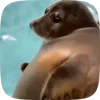 🦭 Эмодзи «Seal» для Telegram