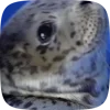 🦭 Эмодзи «Seal» для Telegram