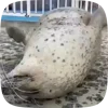 🦭 Эмодзи «Seal» для Telegram