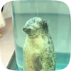 🦭 Эмодзи «Seal» для Telegram