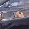 👀 Эмодзи «Seal» для Telegram