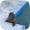 🦭 Эмодзи «Seal» для Telegram