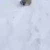 😚 Эмодзи «Seal» для Telegram