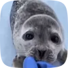 Эмодзи Seal для Telegram — скачать