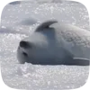 🦭 Эмодзи «Seal» для Telegram