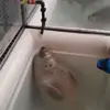 🛀 Эмодзи «Seal» для Telegram