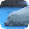🦭 Эмодзи «Seal» для Telegram
