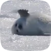 🦭 Эмодзи «Seal» для Telegram