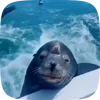 🦭 Эмодзи «Seal» для Telegram