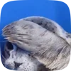 🦭 Эмодзи «Seal» для Telegram
