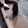 🍌 Эмодзи «Seal» для Telegram