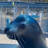 ☺️ Эмодзи «Seal» для Telegram
