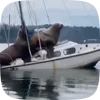 🦭 Эмодзи «Seal» для Telegram