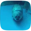 🦭 Эмодзи «Seal» для Telegram
