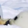 🦭 Эмодзи «Seal» для Telegram