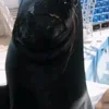 🥰 Эмодзи «Seal» для Telegram
