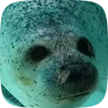 🦭 Эмодзи «Seal» для Telegram