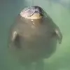 🦭 Эмодзи «Seal» для Telegram