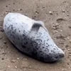 😠 Эмодзи «Seal» для Telegram