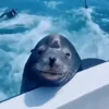 🤝 Эмодзи «Seal» для Telegram