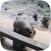 🦭 Эмодзи «Seal» для Telegram