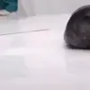 🦭 Эмодзи «Seal» для Telegram