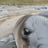 😘 Эмодзи «Seal» для Telegram