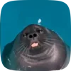 🦭 Эмодзи «Seal» для Telegram