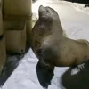 🤨 Эмодзи «Seal» для Telegram