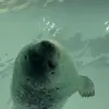 🦭 Эмодзи «Seal» для Telegram