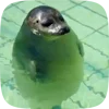🦭 Эмодзи «Seal» для Telegram