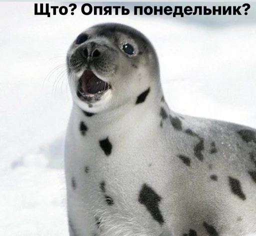 😦 Стикер «seals4life» для Telegram