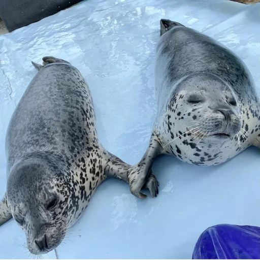 💖 Стикер «seals4life» для Telegram