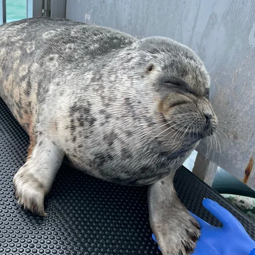 😩 Стикер «seals4life» для Telegram