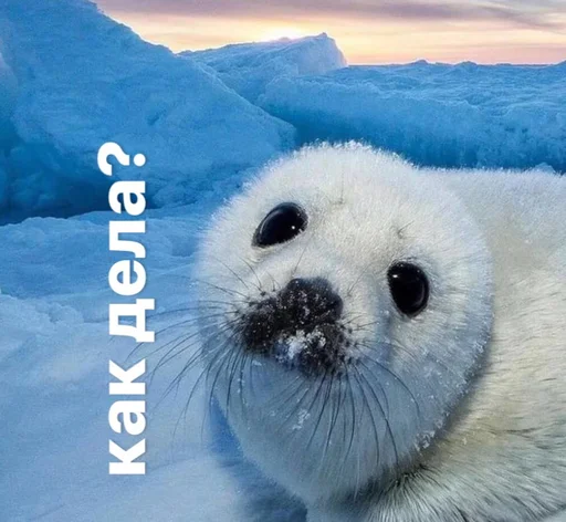 ❓ Стикер «seals4life» для Telegram