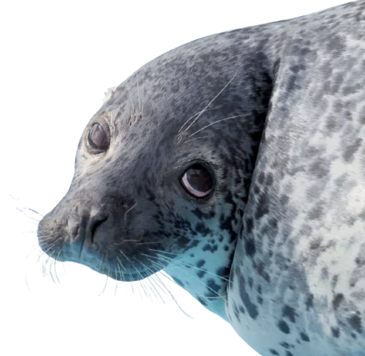 🫦 Стикер «seals4life» для Telegram