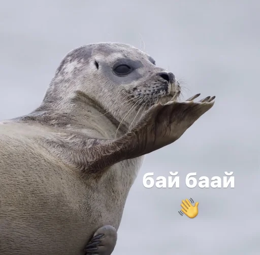 👋 Стикер «seals4life» для Telegram