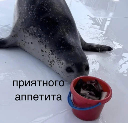 🍽️ Стикер «seals4life» для Telegram
