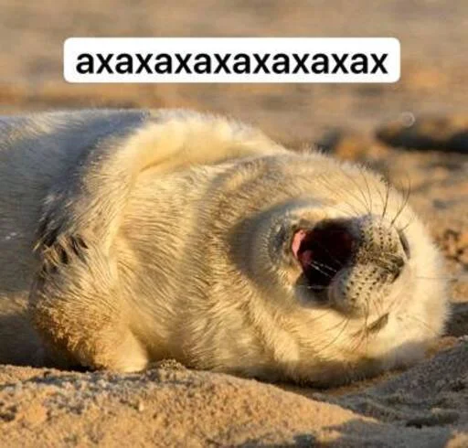 🤣 Стикер «seals4life» для Telegram