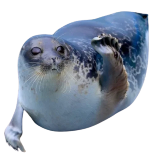 🤗 Стикер «seals4life» для Telegram
