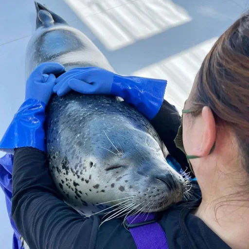 🤗 Стикер «seals4life» для Telegram
