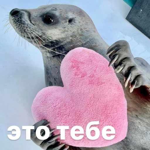 🫶 Стикер «seals4life» для Telegram