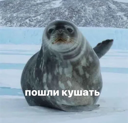 🍽️ Стикер «seals4life» для Telegram